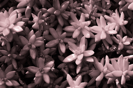succulent closeup. pink conceptの写真素材