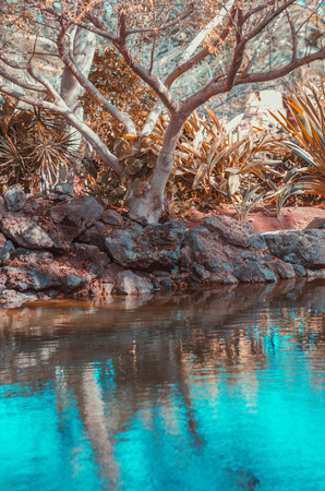 tree and palmas on the cost of pond with blue waterの写真素材