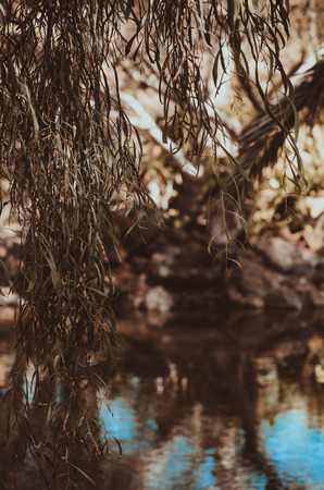 green osier near the water of pondの写真素材