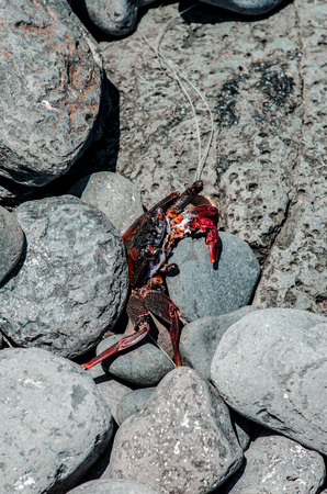crab on the stone beach at low tide timeの写真素材