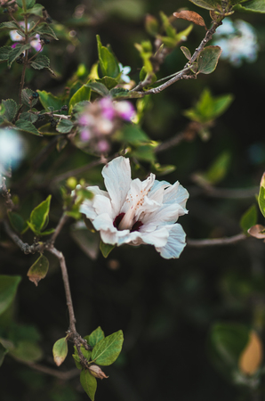white hibiscus blooming on the tree.の写真素材