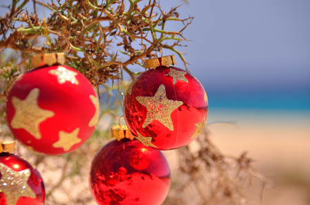 red christmas ball on the thorny bush near the beach and oceanの写真素材