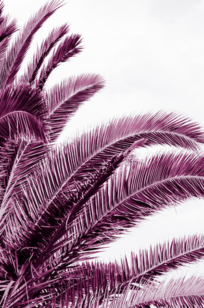 minimal tropic concept. leaves and shadows of palma (ultra violet)の写真素材