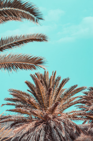 minimal tropic concept. leaves and shadows of palma (green and blue)の写真素材