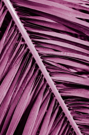 minimal tropic concept. leaves and shadows of palma (ultra violet)の写真素材