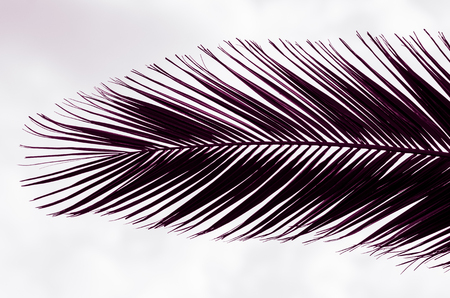minimal tropic concept. leaves and shadows of palma (ultra violet)の写真素材