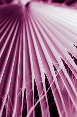 minimal tropic concept. leaves and shadows of palma (ultra violet)の写真素材