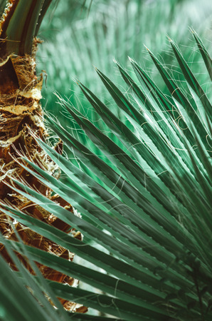 nature poster. green palm leaf. closeupの写真素材