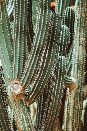 nature poster. green cactuses closeupの写真素材