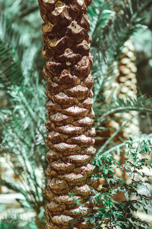 Nature poster. Trunk of palm tree and greenery in the tropical forestの写真素材