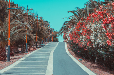 alley of blooming flowers and palm trees with lamp