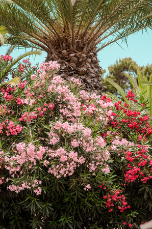 nature poster. flowers and palm tree. summer vibesの写真素材