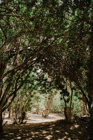 Nature poster. Alley of palm tree. Perspective. Light and shadow in the tropical parkの写真素材