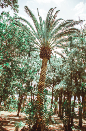 Nature poster. Alley of palm tree. Perspective. Light and shadow in the tropical parkの写真素材