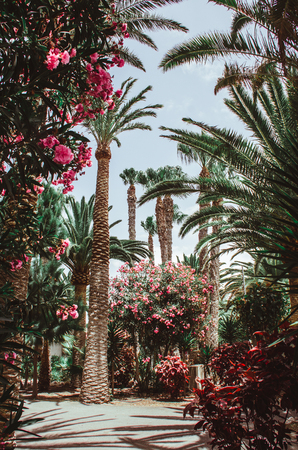 Nature poster. Alley of palm tree. Perspective. Blooming flowersの写真素材