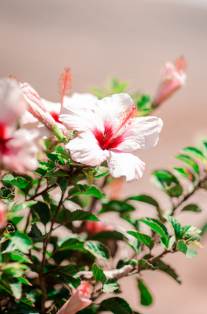 nature poster. white hibiscus. close upの写真素材