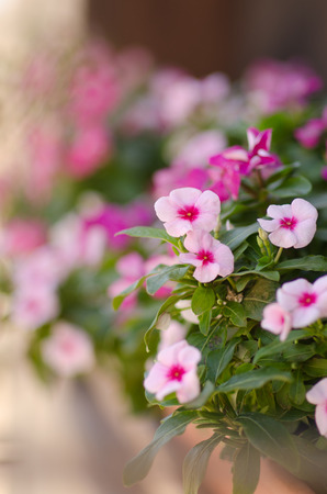 small purple and pink flowers are blooming on the plot at the window stillの写真素材