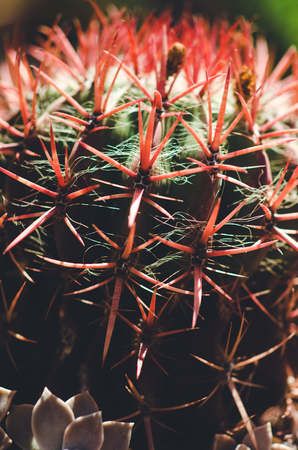 nature poster. green cactus. closupの写真素材