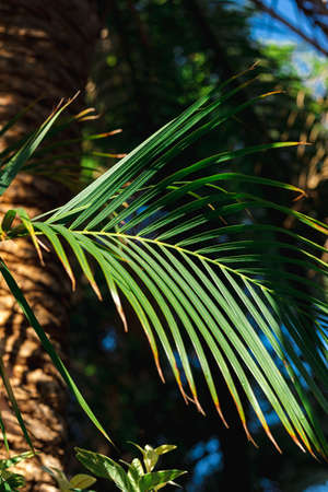 nature poster. leaves of palm tree