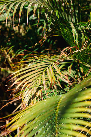nature poster. leaves of palm tree