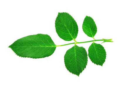 A branch of five green rose leaves isolated on white background with clipping path