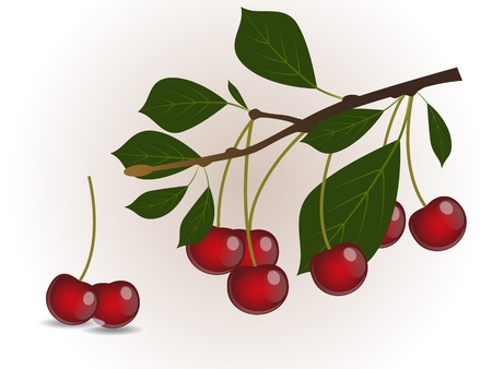 Cherry branchのイラスト素材
