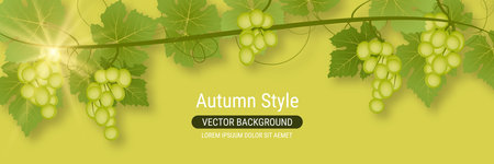 Grape branch with leaves and ripe berries vector illustration. Design for banner, flyer, promo poster, discount cardのイラスト素材