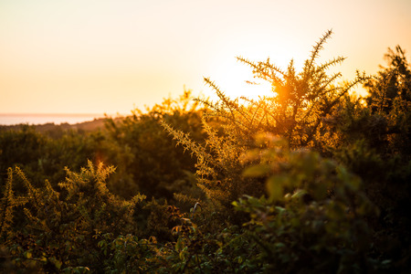 sunrise at the seashore - flora backlitの写真素材