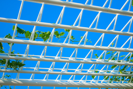 Creeping plant on the roof with skyの写真素材