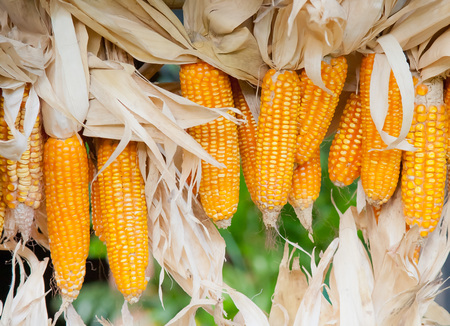 Dry cornの写真素材