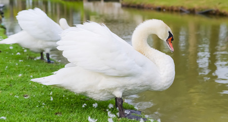 White Swanの写真素材
