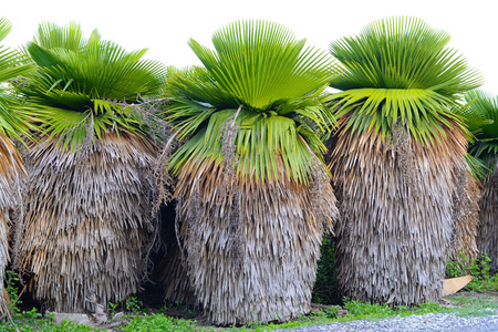 Cuban Petticoat Plam treeの写真素材
