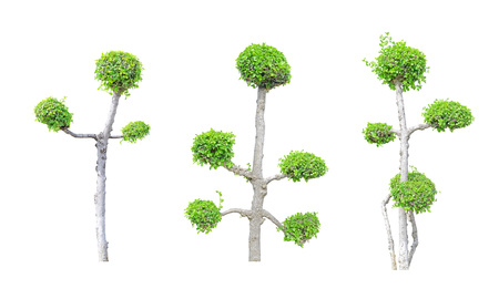 Streblus asper tree  group