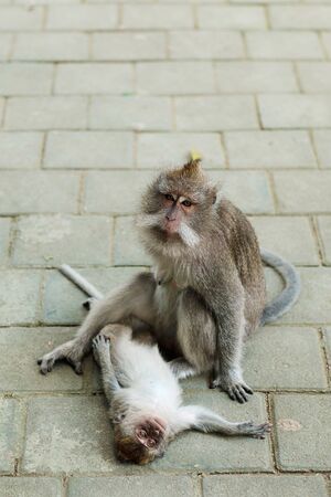 Two Monkey relaxing in Monkey Forest Ubud, Bali