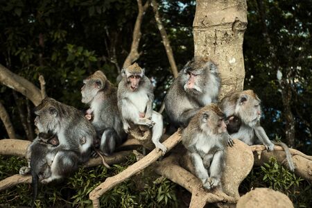 Monkey family with babies