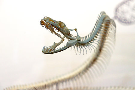 Skeleton of a snake. Antique bones of an anaconda, a predatory reptile.