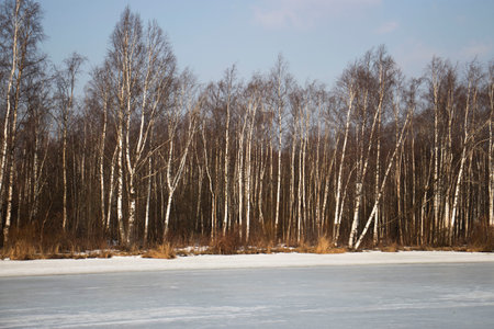 Landscape, winter forest, trees and an icy river. High quality photoの写真素材