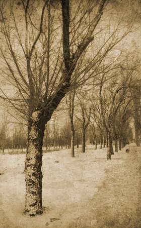 vintage retro photo tree  by snowの写真素材