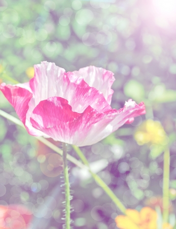 flower illustration backgroundの写真素材