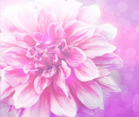 flower illustration backgroundの写真素材
