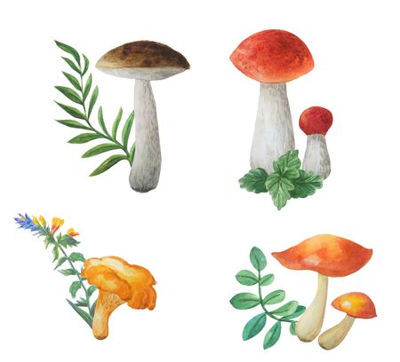 Watercolor autumn set of edible noble mushrooms isolated on a white background. Chanterelle, boletuses, oilers. Sprigs, leaves.The best for your design and decor.の写真素材