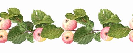 Seamless border. Branch of apple tree with fruits isolated on a white background. Realistic watercolor botanical illustration. Original vignette for inscriptions and decor.の写真素材