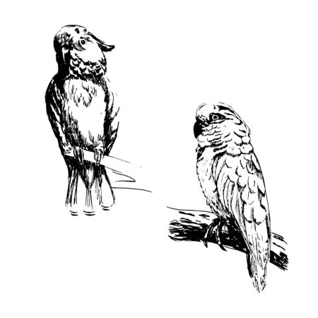 Hand-drawn sketch bird. Black and white cockatoo. Parrots. Vector illustration.のイラスト素材