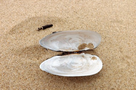 shell on sandの写真素材