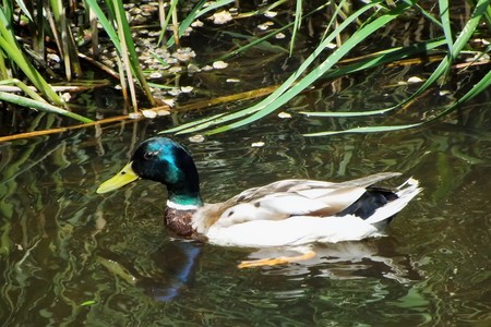 duck floating down the riverの写真素材