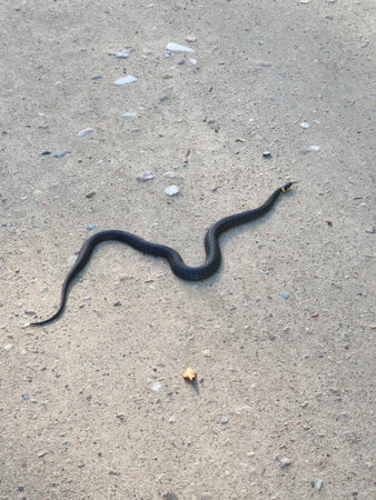 Black snake on the ground.の写真素材