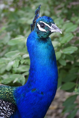 A beautiful colorful male Blue Ribbon Peacock profile の写真素材