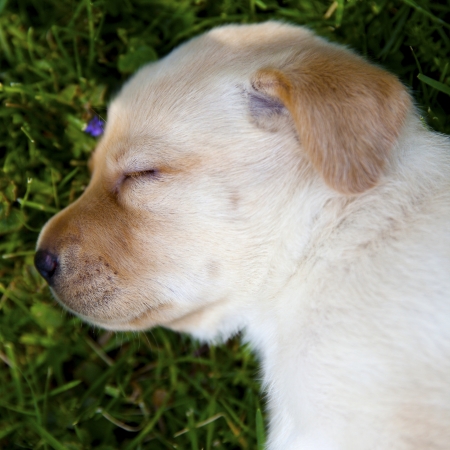 Yellow female lab puppy sleeps in the grassの写真素材
