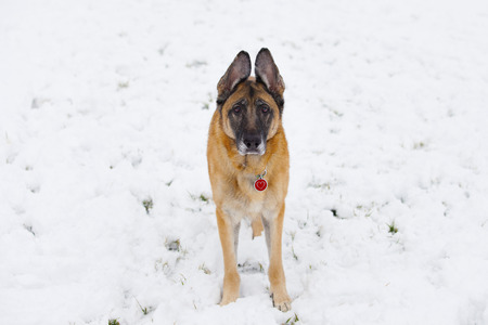 One German Shepherd Dog with red heart tag looks at camera outside on a snowy, winter day
