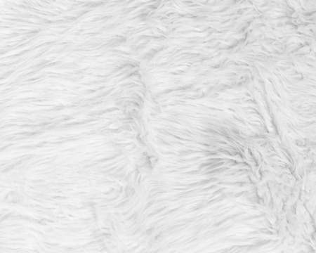 White pattern soft animal fur and hair textureの写真素材